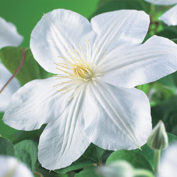 Waldrebe ‚Madame Le Coultre' – Clematis – Ansicht 4