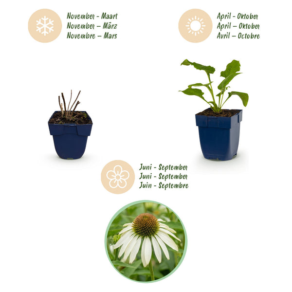 Purpur-Sonnenhut ‚Alba' – Echinacea purpurea – Ansicht 4