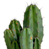 Polaskia chula – Ansicht 4