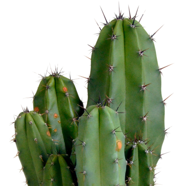 Polaskia chula – Ansicht 4