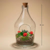 Flaschengarten-Set „Love in a Bottle“ – offenes DIY-Pflanzenterrarium