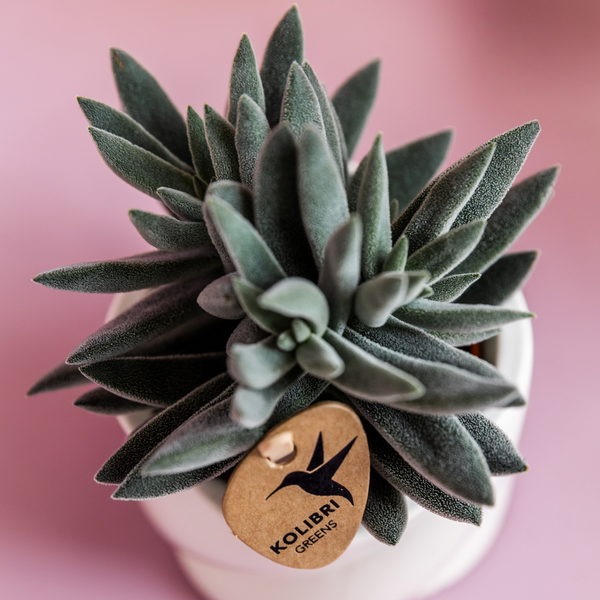 Crassula ovata ‚Tarantula' – Ansicht 6