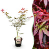 Japanischer Ahorn ‚Sumi-nagashi' – Acer palmatum – 1 Stück