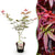 Japanischer Ahorn ‚Sumi-nagashi' – Acer palmatum – 1 Stück