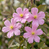 Bergwaldrebe ‚Mayleen' – Clematis montana – Ansicht 3