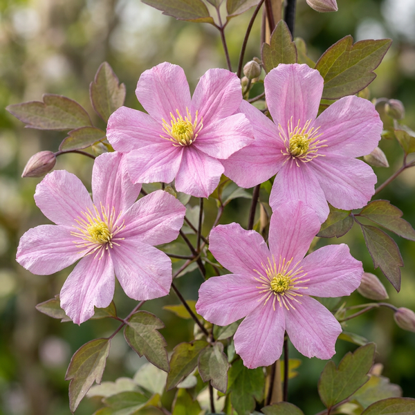 Bergwaldrebe ‚Mayleen' – Clematis montana – Ansicht 3