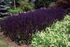 Steppensalbei ‚Mainacht' – Salvia nemorosa – Ansicht 4