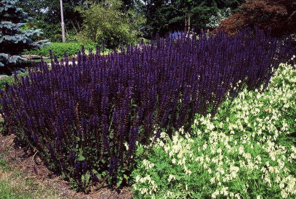 Steppensalbei ‚Mainacht' – Salvia nemorosa – Ansicht 4