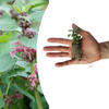 Taubnessel – Lamium – Ansicht 2
