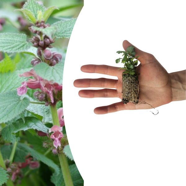 Taubnessel – Lamium – Ansicht 2