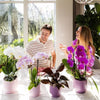 Schmetterlingsorchidee ‚Niagara Fall Free Ride' – Phalaenopsis – Ansicht 4