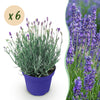 Lavendel ‚Hidcote' – Lavandula angustifolia