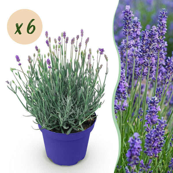 Lavendel ‚Hidcote' – Lavandula angustifolia