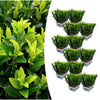 Spindelstrauch ‚Green Spire' – Euonymus japonicus