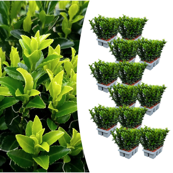 Spindelstrauch ‚Green Spire' – Euonymus japonicus