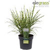 Chinaschilf ‚Strictus' – Miscanthus sinensis – Ansicht 13