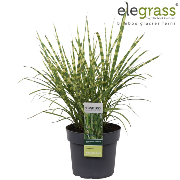 Chinaschilf ‚Strictus' – Miscanthus sinensis – Ansicht 13