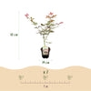 Japanischer Ahorn ‚Sumi-nagashi' – Acer palmatum – Ansicht 3