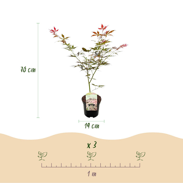 Japanischer Ahorn ‚Sumi-nagashi' – Acer palmatum – Ansicht 3