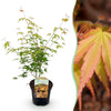 Fächerahorn ‚Katsura' – Acer palmatum