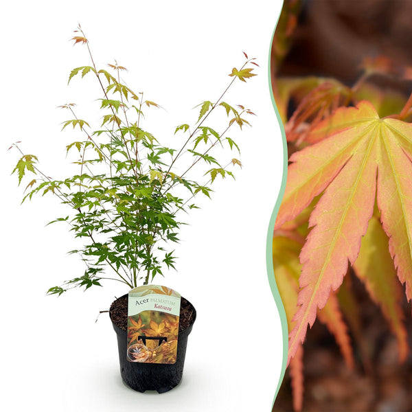Fächerahorn ‚Katsura' – Acer palmatum