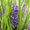Lilientraube ‚Big Blue' – Liriope muscari – Ansicht 5
