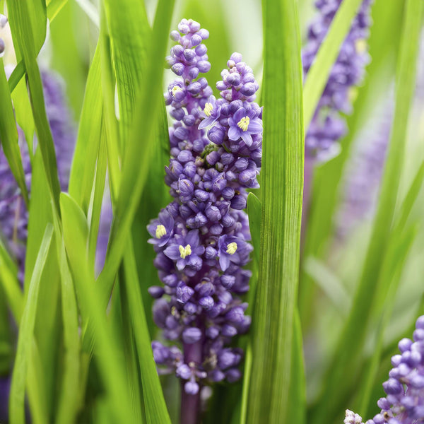 Lilientraube ‚Big Blue' – Liriope muscari – Ansicht 5