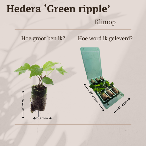 Efeu ‚Green Ripple' – Hedera helix – Ansicht 4