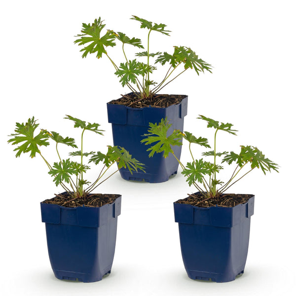 Storchschnabel ‚Johnson's Blue' – Geranium