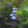 Kaukasus-Beinwell ‚Wisley Blue' – Symphytum grandiflorum – Ansicht 7