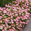 Rose ‚Cutie Pie' – Rosa – Ansicht 6