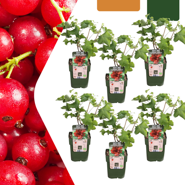 Stachelbeere – Ribes uva-crispa