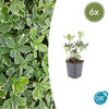 Dickmännchen ‚Variegata' – Pachysandra terminalis – 6 Stück