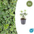 Dickmännchen ‚Variegata' – Pachysandra terminalis – 6 Stück