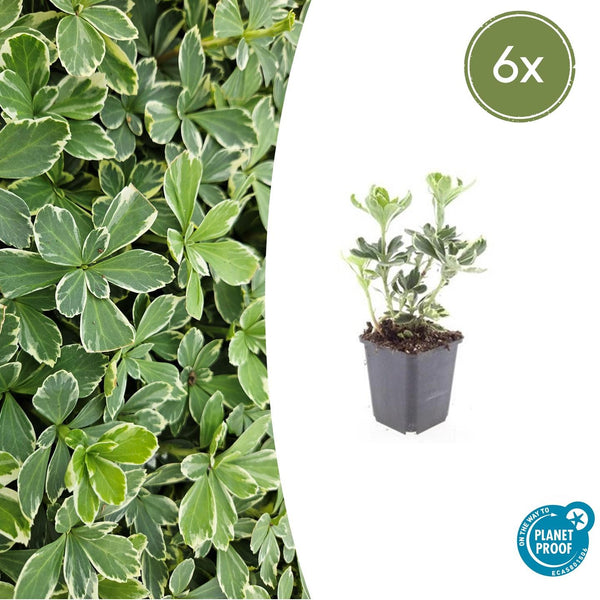 Dickmännchen ‚Variegata' – Pachysandra terminalis – 6 Stück