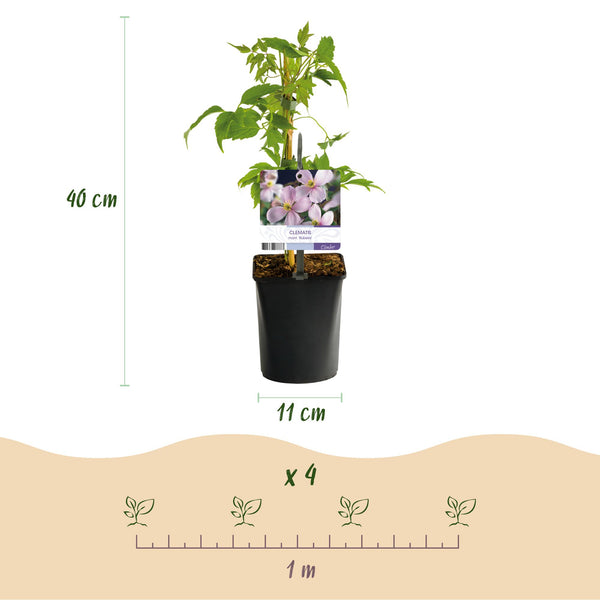 Berg-Waldrebe ‚Rubens' – Clematis montana – Ansicht 2