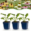 Sonnenhut Tricolour-Mix – Echinacea