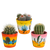 Kakteen-Set „Kugelkaktus-Mix“ – 3 Kugelkakteen