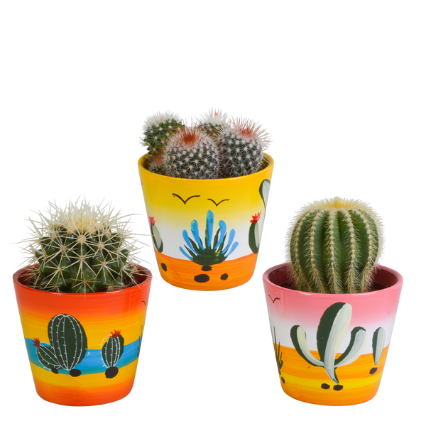 Kakteen-Set „Kugelkaktus-Mix“ – 3 Kugelkakteen
