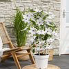 Waldrebe ‚Tsukiko' – Clematis – Ansicht 3
