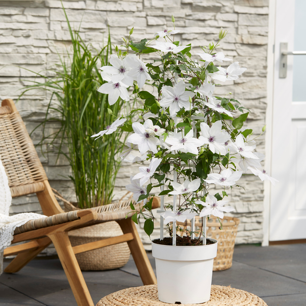 Waldrebe ‚Tsukiko' – Clematis – Ansicht 3