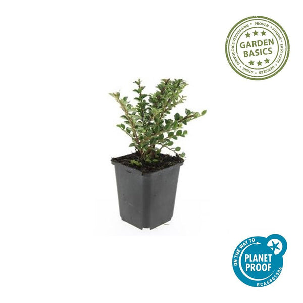 Fächer-Zwergmispel – Cotoneaster horizontalis – Ansicht 2
