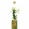 Gold-Waldrebe – Clematis tangutica – Ansicht 2