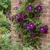Waldrebe ‚Warszawska Nike' – Clematis – Ansicht 4