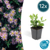 Ageratum-Aster ‚Asran' – Aster ageratoides