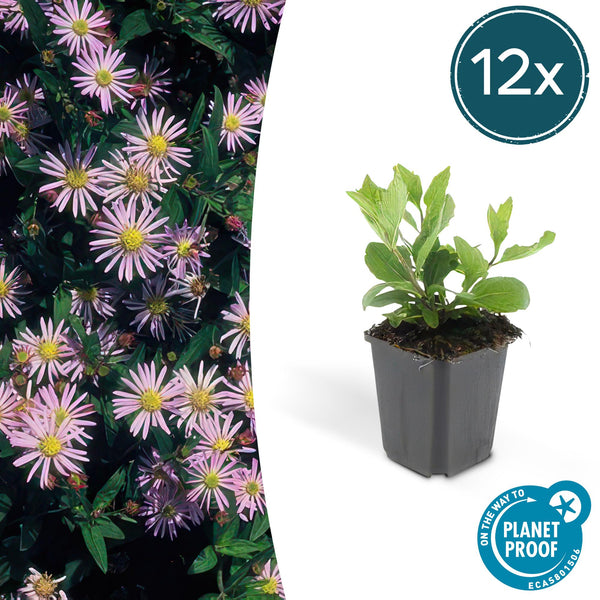 Ageratum-Aster ‚Asran' – Aster ageratoides