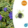 Kleines Immergrün ‚Aureovariegata' – Vinca minor