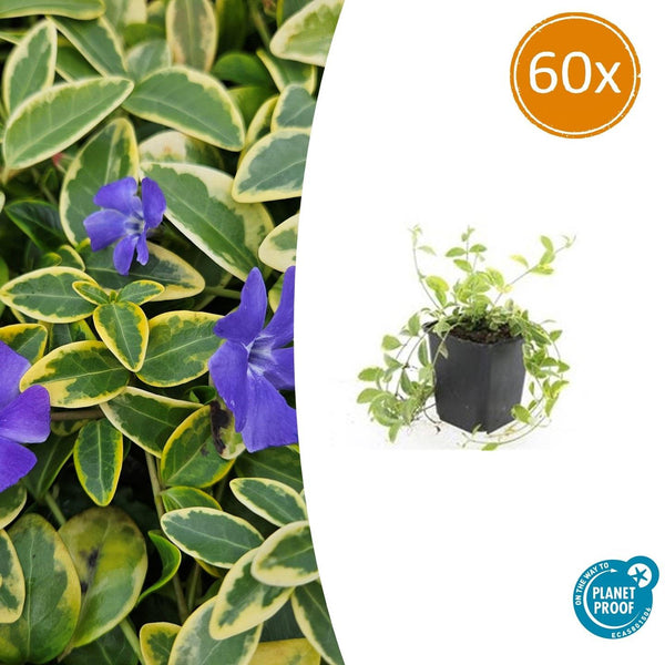 Kleines Immergrün ‚Aureovariegata' – Vinca minor