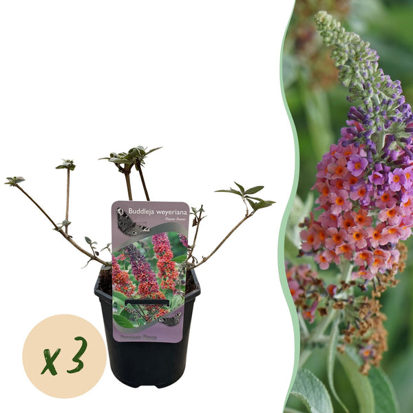 Schmetterlingsstrauch ‚Flower Power' – Buddleja davidii