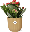 Flammendes Käthchen ‚Don Justino' – Kalanchoe blossfeldiana